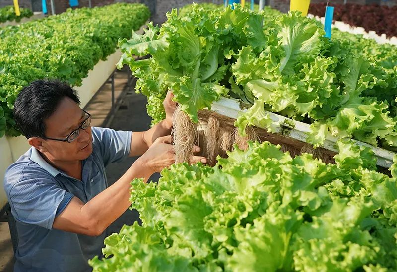 三農日報|我國農業產業聯合體發展迅速；數字農業成中國農業新亮點