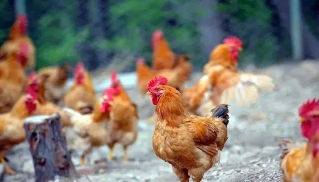 三農日報|我國加強農業科技縣共建；中國數字農業處于初級階段