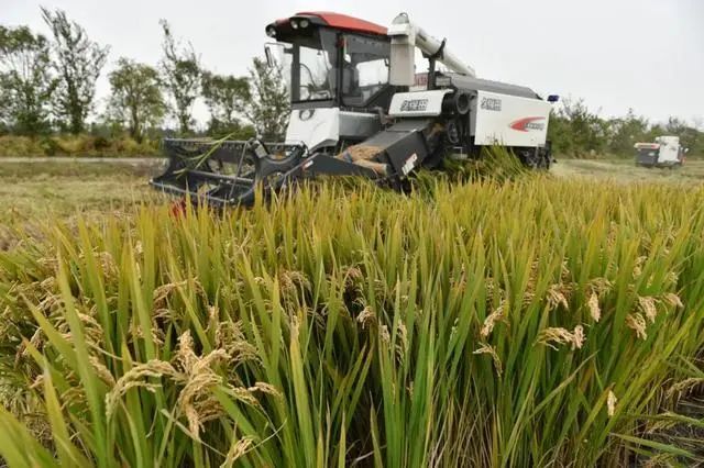 三農日報|政策：支持資本發展農業托管服務；農業新玩法：數字化+定制化相結合