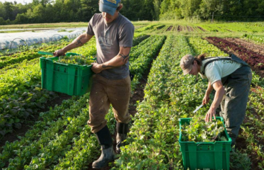 三農日報|政策：發力“互聯網+初加工機械化”新業態；萬億級預制菜產業鏈都有啥