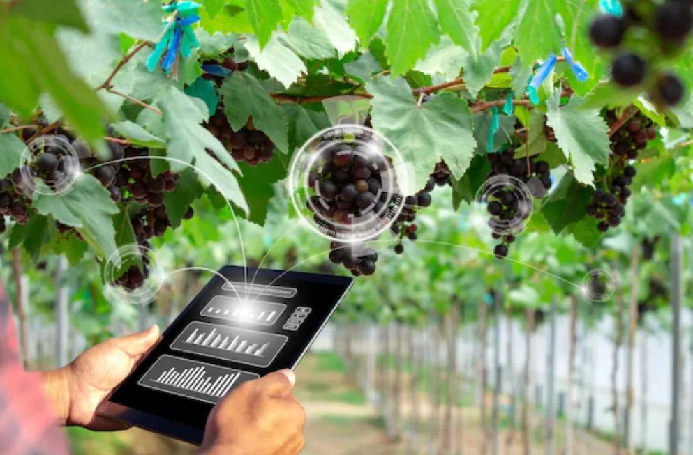 【模式研究】“互聯網+農業”種出現實版開心農場