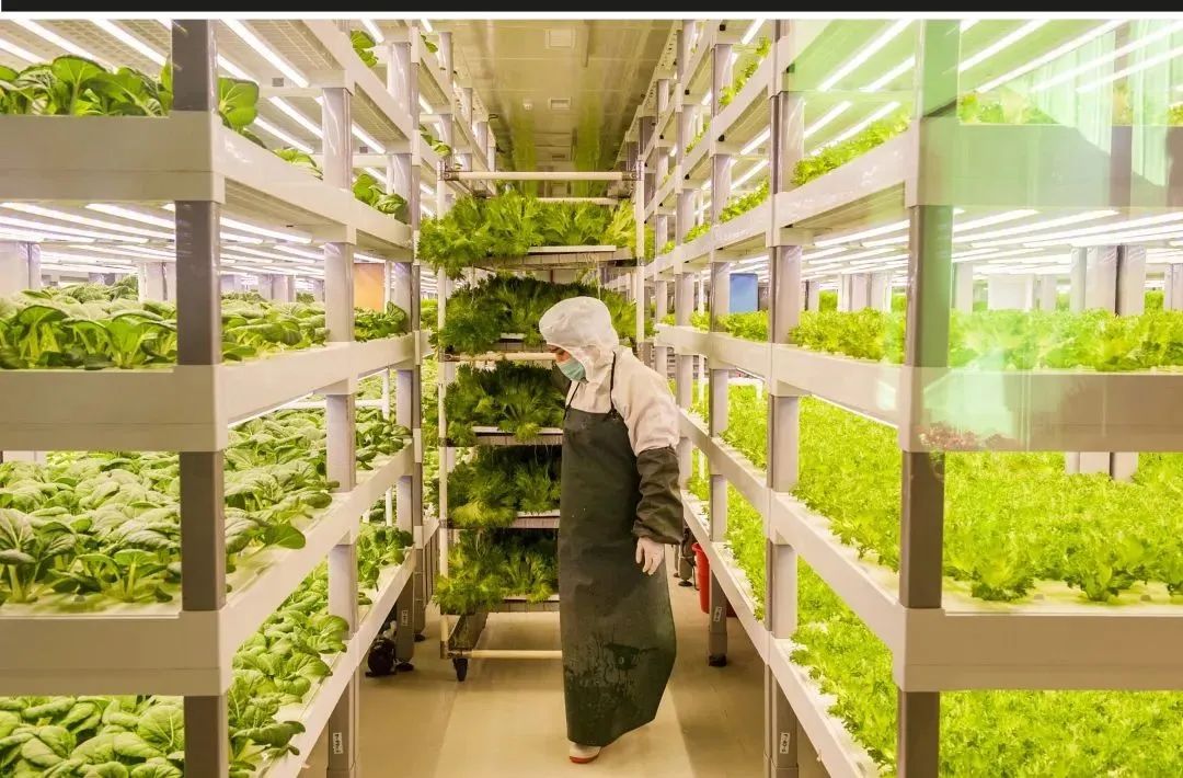 【未來農業】搞農業的互聯網大廠，開始卷豬卷白菜