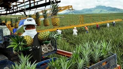 杜非：互聯(lián)網(wǎng)農(nóng)業(yè)面臨的4大難題和4種解決方式