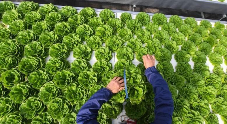 面對競爭與壓力！轉型終究會有路，農業老板要謹記！（大佬只做2點）